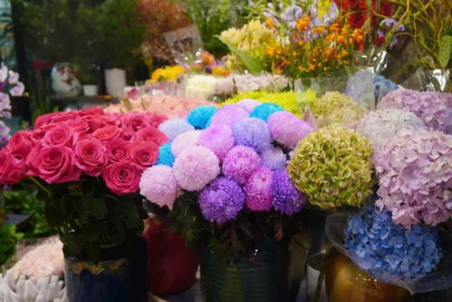 閔行兩大花卉市場 高端平價隨心選，果香花韻共徜徉