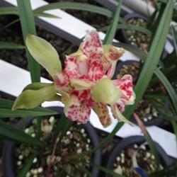 四季常開的極品奇花——水果香蘭，帶兩大芽的養護指南