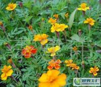 長期供應優質草花、苗木、地被，歡迎新老客戶洽談合作