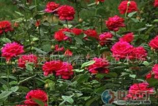 批發品種月季、香水月季等苗木 農副產品的綠色商機