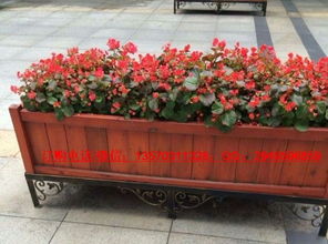 廣州市康圖花箱廠家 專業生產戶外花箱、木花槽與水果批發